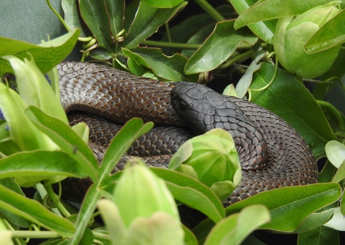 Tiger Snake sighting