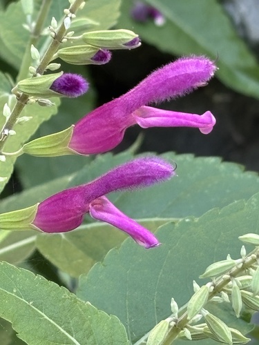 Bajan Mountain Sage (Salvia peninsularis)