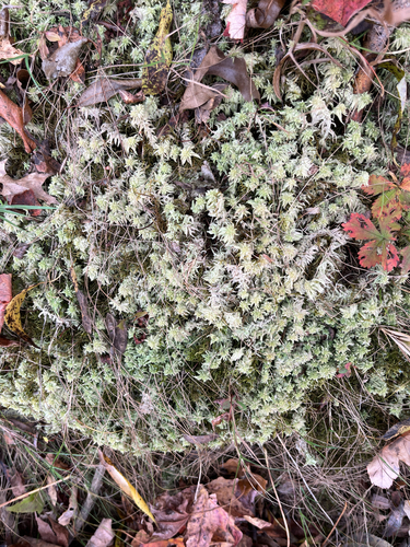 yellow peatmoss (Sphagnum lescurii)