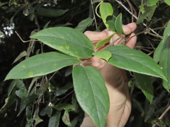 Lonicera hypoglauca