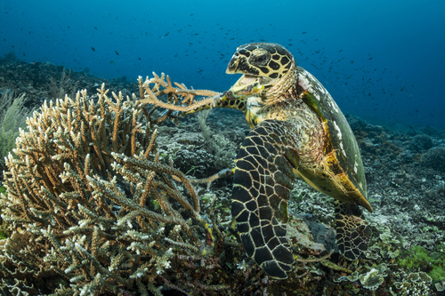 Hawksbill turtle