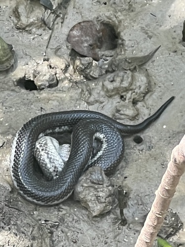 White-bellied Mangrove Snake sighting