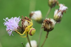 Misumenops callinurus