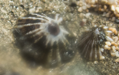 Nacellidae