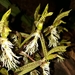 Catasetum lanciferum - Photo (c) Guilherme A. Fischer,  זכויות יוצרים חלקיות (CC BY-NC), הועלה על ידי Guilherme A. Fischer