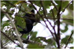 Cephalopterus ornatus