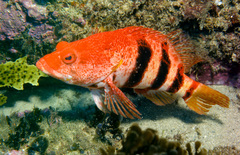 Hypoplectrodes nigroruber