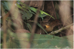 Automolus ochrolaemus