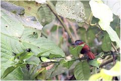 Thamnophilus palliatus