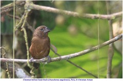 Sporophila angolensis