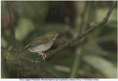 Machaeropterus pyrocephalus