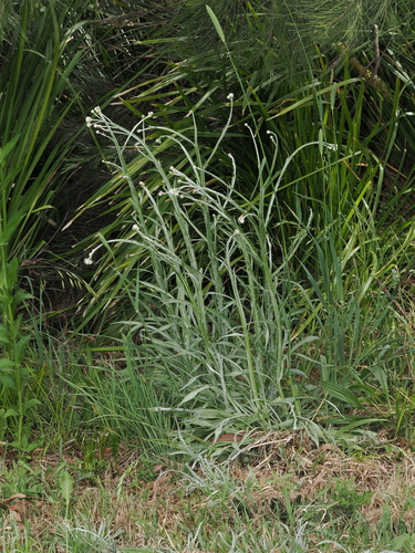 Ammobium alatum, photograph 6