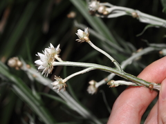 Ammobium alatum, photograph (c) Thomas Mesaglio, some rights reserved (CC BY)