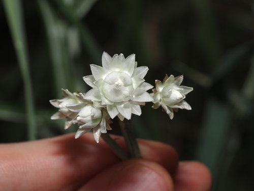 Ammobium alatum, photograph 4