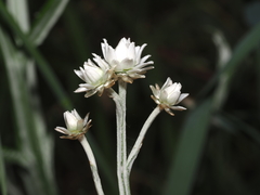 Ammobium alatum, photograph (c) Thomas Mesaglio, some rights reserved (CC BY)
