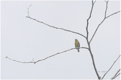 Euphonia chrysopasta