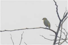 Euphonia chrysopasta