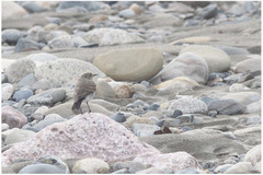 Syrtidicola fluviatilis