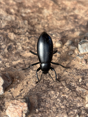 Eleodes longicollis photo 3