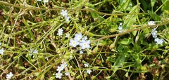Myosotis cespitosa