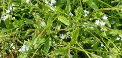 Myosotis cespitosa