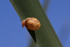 Helicoidei