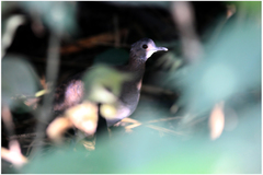 Crypturellus undulatus