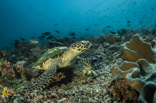 Eretmochelys imbricata