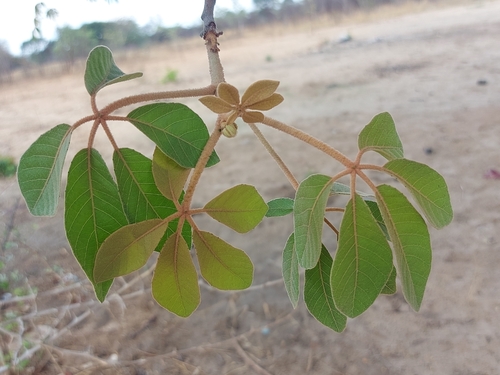 manketti-tree