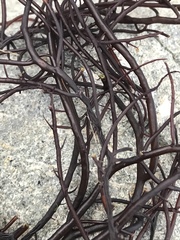 Gracilariopsis