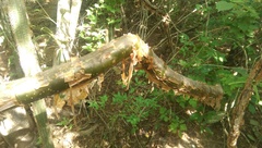 Bursera instabilis