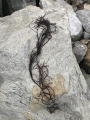 Gracilariopsis
