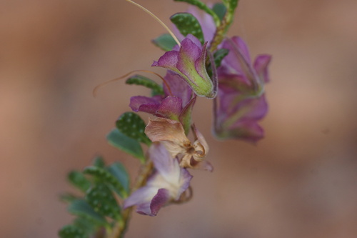 Purple Emu Bush (Eremophila purpurascens)