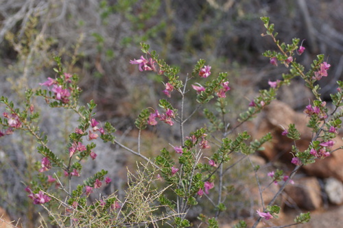 Eremophila purpurascens, photograph 1