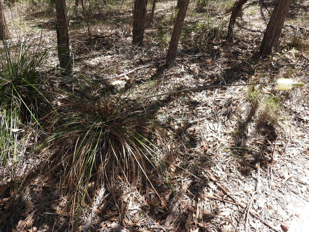 Xanthorrhoea macronema; photograph (c) Mark Clarke, some rights reserved (CC BY)