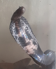 Naja sumatrana