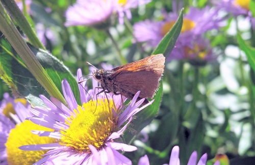 Tawny-edged Skipper