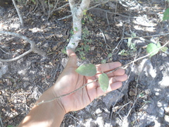 Bursera instabilis
