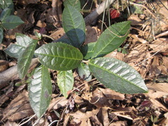 Camellia sinensis
