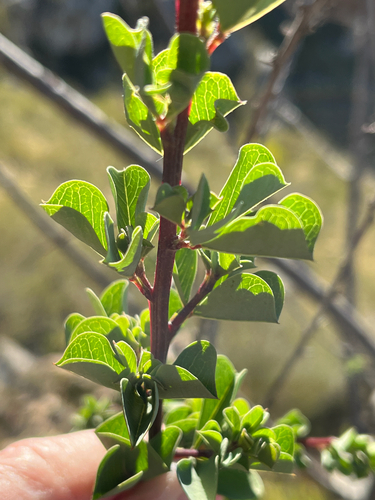 Wedgeleaf Redkeur (Hypocalyptus sophoroides)
