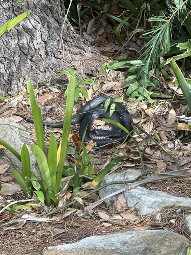 Red-bellied Black Snake sighting