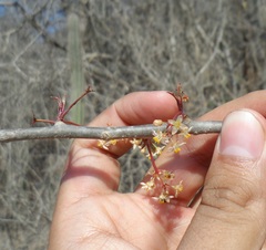 Bursera instabilis