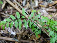Lindsaea trichomanoides