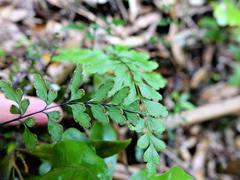 Lindsaea trichomanoides