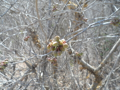 Bursera instabilis
