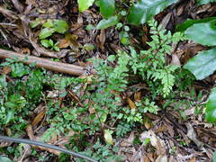 Lindsaea trichomanoides