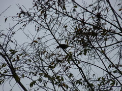 Leiothlypis celata celata