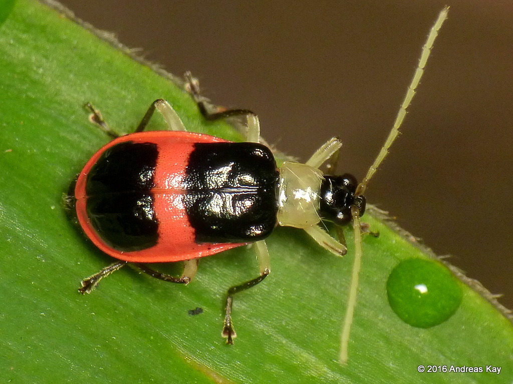 Paratriarius
