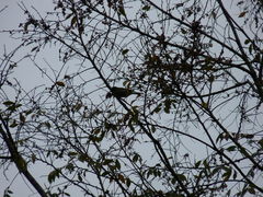 Leiothlypis celata celata