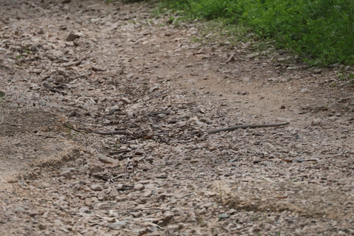 Eastern Brown Snake sighting